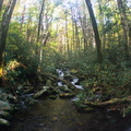 Lower Mt. Cammerer Trail